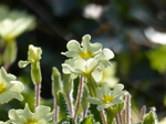 FZ012203 Primroses (Oenothera biennis).jpg